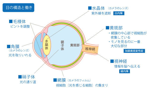 目の構造